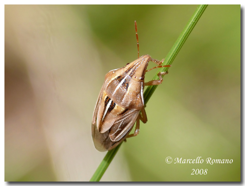 Aelia rostrata (Pentatomidae) dalle Madonie